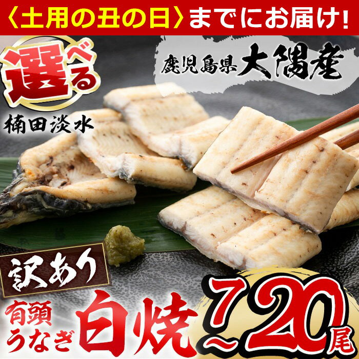 【ふるさと納税】【7/7までの入金で丑の日までにお届け】【内容量が選べる！】【訳あり】鹿児島県大隅産！楠田の極うなぎ白焼き 有頭(7尾 910g以上 or 20尾 2.6kg以上) 国産 鹿児島県産 鰻 不揃い 大容量 真空 冷凍 白焼き うなぎ 訳あり【楠田淡水】