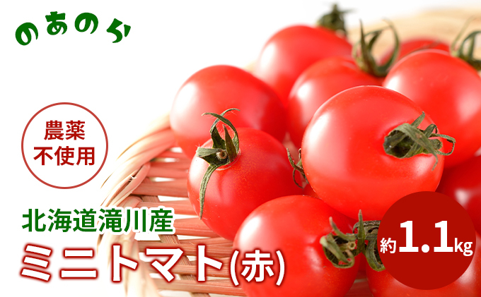 
【栽培期間中農薬不使用】北海道滝川市産ミニトマト(赤) 約1.1kg
