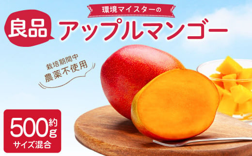 環境マイスターの【良品】 アップルマンゴー 500g 果物 くだもの フルーツ マンゴー 【2025年6月下旬‐7月下旬迄順次発送予定】