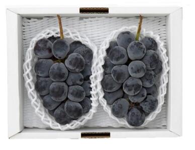 岡山県産　ニューピオーネ2房(1房480g以上) 化粧箱入り