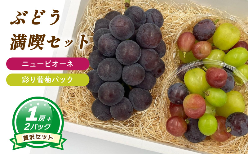 
            【8月下旬頃から発送】 ニューピオーネ 約550g ( 大1房 ) + 彩り葡萄パック 約270g ( 2パック ) | ぶどう ニューピオーネ 種なし セット バラ粒 大粒 数量限定 愛媛県産 松山市 
          