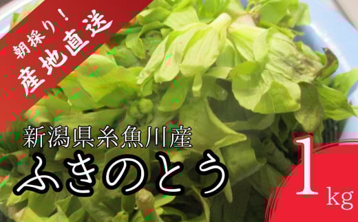 【期間限定】令和7年産 旬の山菜 ふきのとう（少し開いたもの）1kg【朝採れ 産地直送 新潟県 糸魚川市 山菜 フキノトウ 野菜 能生谷 おおかやば山菜園】