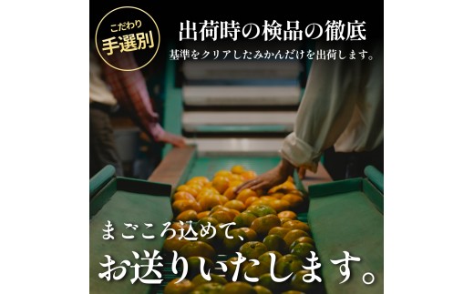 ＜伊予柑（訳あり）合計約2kg＞『2027年1月上旬～1月下旬迄に順次出荷予定』訳アリ わけあり いよかん イヨカン 濃厚 蜜柑 ミカン 果汁 果物 くだもの フルーツ 柑橘 あまい 甘い 季節 旬の