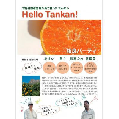 ふるさと納税 屋久島町 【屋久島産】相良パーティ『ハローたんかん』【M,L,2Lサイズ10kg】 |  | 02