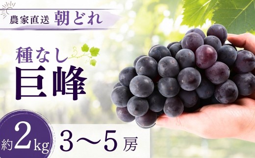 【農家直送（収穫日に発送）】種無し巨峰 約2ｋｇ（3～5房） | 巨峰 種なし ぶどう 食べ比べ 詰め合わせ 約2kg 3～5房 農家直送 収穫日発送 新鮮 フルーツ 果物 お取り寄せ 季節限定 愛知県 豊田市