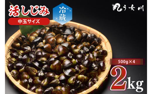 活しじみ 中玉 2kg（500ｇ×4） 涸沼川 う女川【シジミ オルニチン ミネラル ビタミンB12 出汁 肝臓 味噌汁 スープ 茨城県 水戸市】（IX-10）