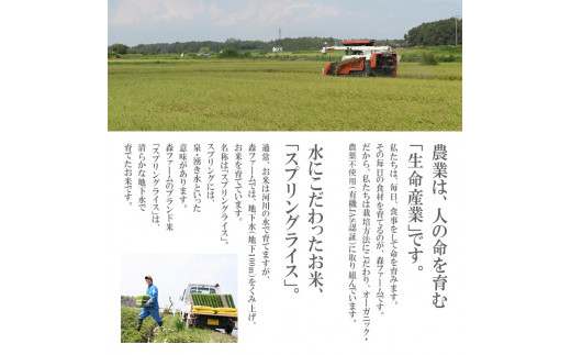 スプリングライス こしひかり (白米)10kg ※着日指定不可 | 米 こめ コメ 10キロ 精米 白米 こしひかり コシヒカリ 古河市産 茨城県産 取り寄せ お取り寄せ ギフト 贈答 贈り物 プレゼ