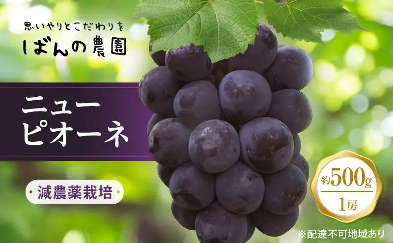 ぶどう 2026年 先行予約 ニューピオーネ 1房 約500g  岡山県産 ピオーネ