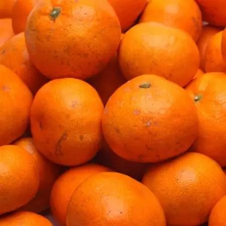 家庭用 有田みかん10kg+250g(傷み補償分)【光センサー選果】【訳あり】【配送不可地域：離島・北海道・沖縄県】【1625380】