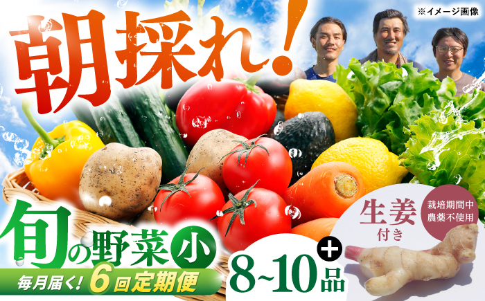 【6回定期便】 土佐の太陽をいっぱいに浴びた旬の野菜生姜約200gのセット「小」 【土佐野菜】 [ATBA012]