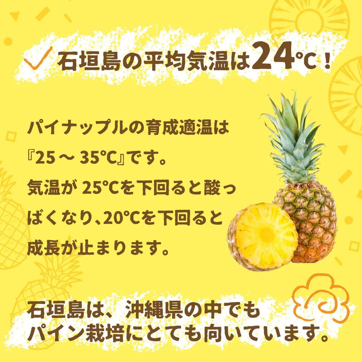 石垣パイン ハワイ種 6個セット