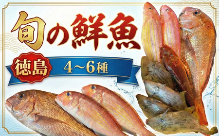 鮮魚 お試し 4～6種 徳島県産 鮮魚