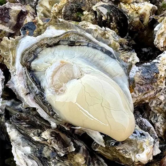 殻付き牡蠣（冷蔵・生食用） 5kg 宮城県産 生牡蠣 牡蛎 牡蠣 カキ オイスター カキフライ 牡蠣鍋 海鮮 国産 魚介 産地直送 海のミルク 殻付き 【株式会社和がき】ta711