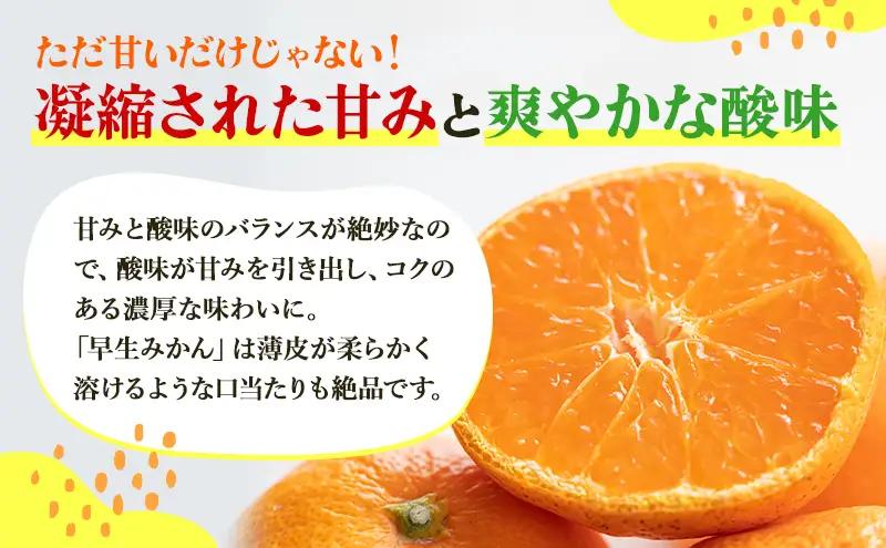 みかん 三ヶ日みかん 早生 5kg S〜L 混在 みかん