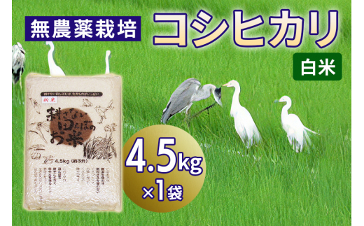 無農薬栽培 コシヒカリ 白米＜4.5kg＞ | 米 お米 コメ ご飯 お取り寄せ 贈り物 上原農場 埼玉県 杉戸町