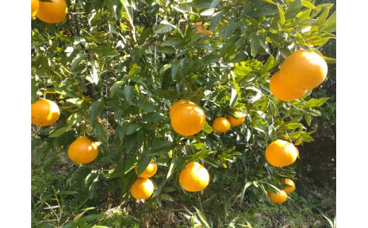 【周防大島産】不知火・通称デコポン（晩柑類） 5kg