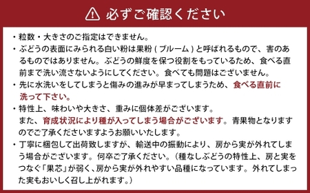 【 うちとくだもん 】 のシャインマスカットとニューピオーネ 2種セット 各1房 計2房 約1kg 【 2026年10月上旬～11月下旬まで順次発送予定 】
