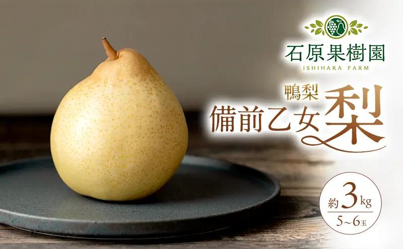 梨 フルーツ 備前乙女梨 鴨梨 岡山県産 梨【5～6玉 約3kg】【先行予約】