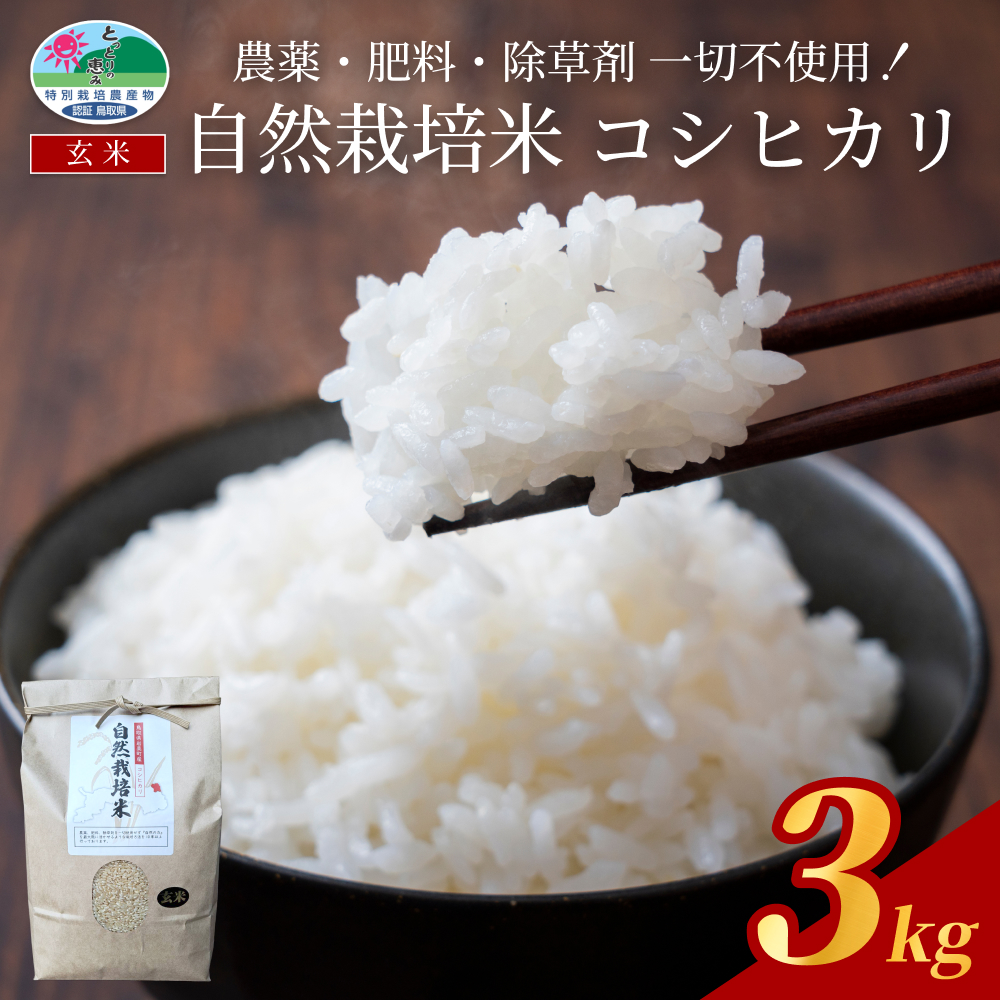 【先行予約】岩美町産自然栽培米こしひかり（玄米）３kg｜鳥取 岩美 お米 こめ 玄米【31007】