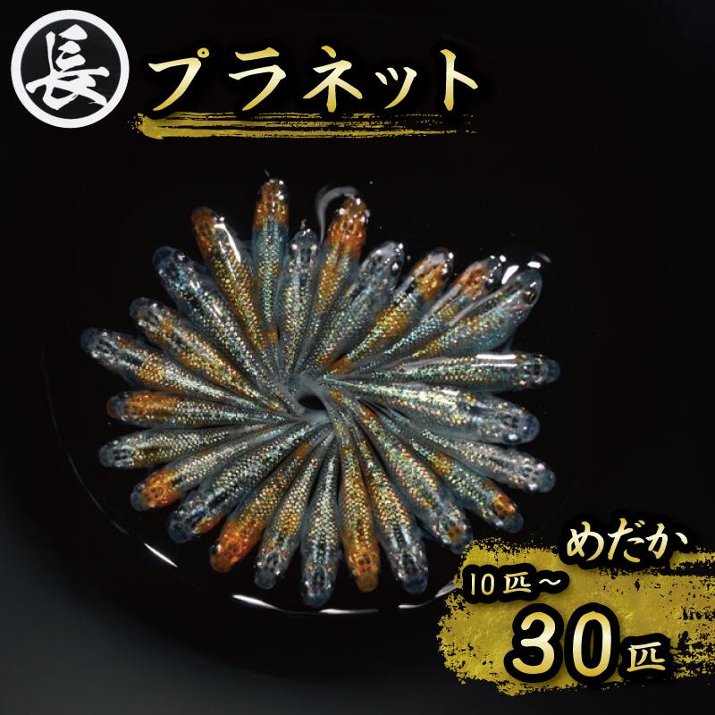 【ふるさと納税】 めだか 10匹 ~ 30匹 プラネット オス メス ランダム 水槽 インテリア 観賞魚 熱帯魚 メダカ ペット 淡水魚 生物 アクアリウム 鑑賞 美しい 飼育 観察 自由研究 夏休み 自然 生き物 喜ぶ 贈り物 プレゼント 人気 飼育キット 飼育セット 牧之原市 静岡県 丸長