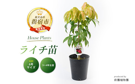 2026年1月中旬～発送【観葉植物】ライチ苗木 6号ポット 3～4年生苗木(前園植物園/IB002-011) 南国鹿児島県で育った 観葉植物！植物 鉢付 インテリア 室内 オフィス おしゃれ プレゼント ギフト 開店祝い 移転祝い マイナスイオン【配送不可地域：北海道・沖縄県・離島】