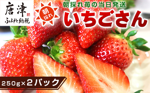 『先行予約』【令和8年3月より順次発送】唐津産 いちごさん 250g×2パック(合計500g) 濃厚いちご 苺 イチゴ 果物 フルーツ