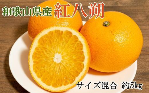 
【希少品】和歌山県産紅八朔約5kg（サイズ混合）★2025年１月下旬頃より順次発送【先行予約】【TM88】
