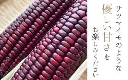 とうもろこし 先行予約 奈良県産 大和ルージュ 計5本 令和8年産 【2026年7月中旬～10月中旬順次発送】葛城市【smlk036】