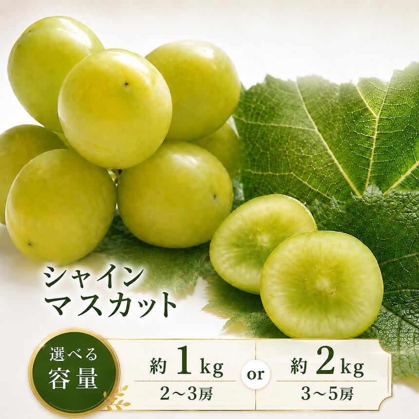 【ふるさと納税】先行受付 シャインマスカット 選べる 容量 約1～2kg 1～5房 【2026年9月上旬～11月上旬発送】［新規就農者応援コース 幸作会］ ｜シャインマスカット ぶどう 葡萄 ブドウ 生産者応援 果物 フルーツ 先行予約 小布施町