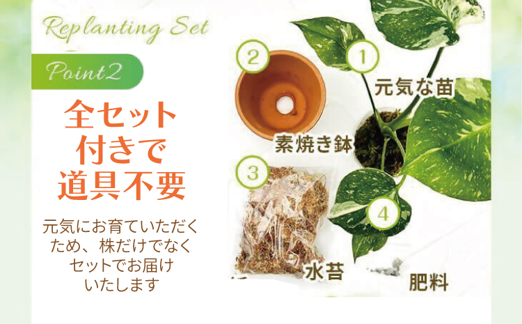 【森水木のラン屋さん】斑入り モンステラ タイ コンステレーション 2.5号ポット 栽培苗 植え替えセット付き ベージュ系素焼き鉢 熊本県 宇城市産 モンステラ 希少品種 観葉植物 インテリア グリー