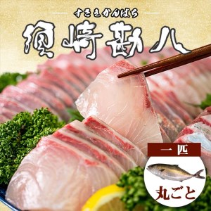 カンパチ 勘八 1尾 2.4kg～3.1kg 神経締め 冷蔵 高級 魚 産地直送 刺身 ぶりしゃぶ 照り焼き 刺し身 高知県 須崎市