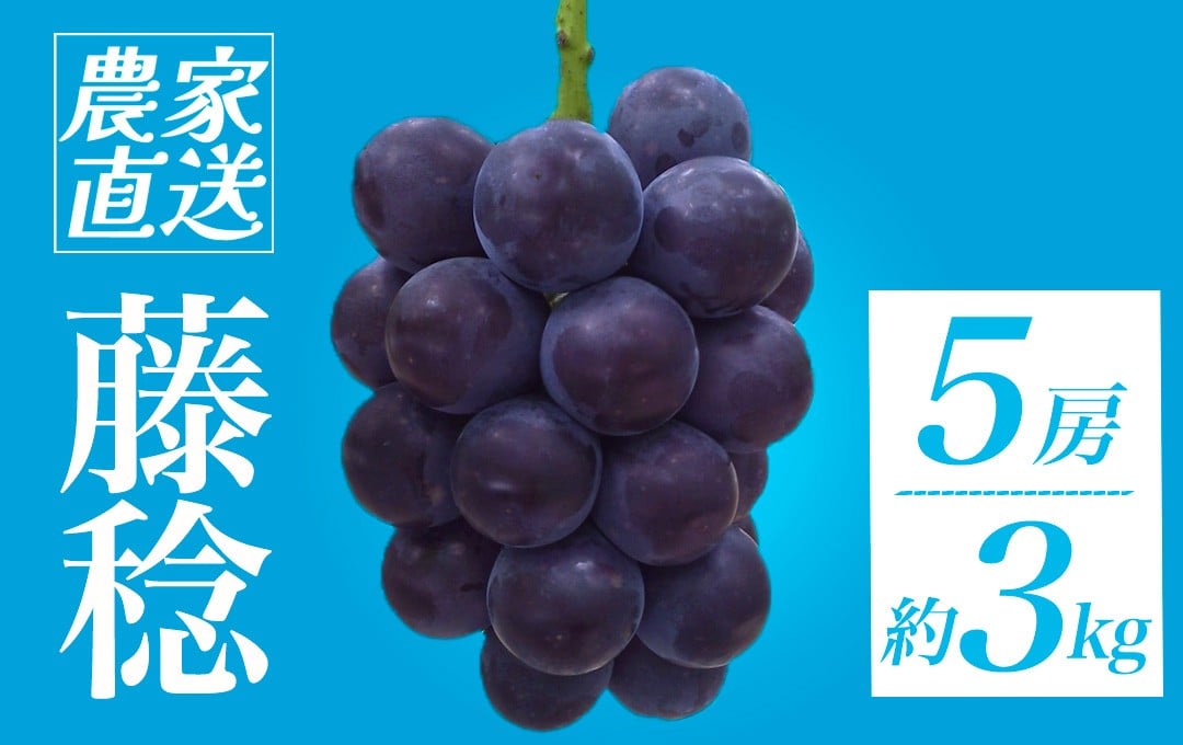 
            ＜地元農家直送!＞ 藤稔 5房 約3kg　【 葡萄 藤稔 種なし ぶどう 巨峰 高級 国産 濃厚 甘い 果物 フルーツ 期間限定 数量限定 】　<CQ-2>
          