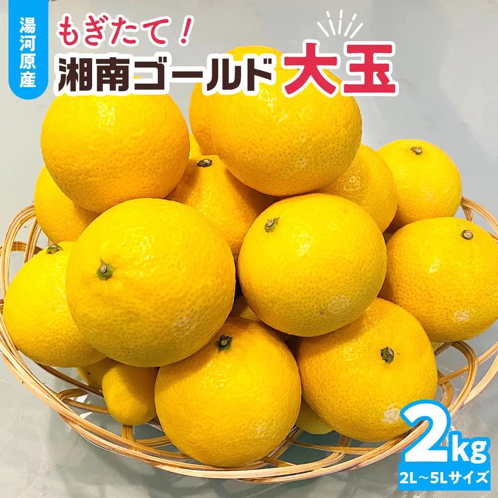 【希少フルーツ】もぎたて・湘南ゴールド(大玉)2kg　2027年1月中旬～下旬頃発送予定 | 湯河原町 大玉 2kg 種なし 果物 柑橘系 ハウス栽培 地域特産品