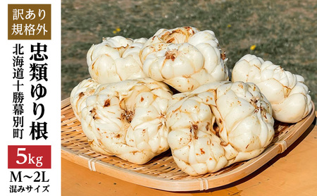 規格外 ゆり根 5kg（30~50玉 ） M～2L ゆり根