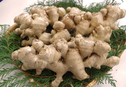 囲生姜 約1.2kg 生姜 しょうが ショウガ ジンジャー 囲い生姜 国産 産地直送 田村農園