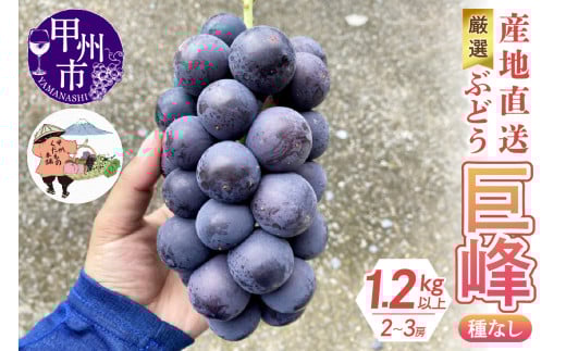 厳選！産地直送ぶどう「巨峰」（種なし）1.2kg以上（2～3房）【2026年発送】（KKH）B-492 【巨峰 ぶどう 葡萄 ブドウ 令和8年発送 期間限定 山梨県産 甲州市 フルーツ 果物】