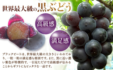 【先行予約】岡山県産 ぶどう ブラックビート 計 1.5kg 3房 ～ 6房 株式会社 はちや《8月上旬-9月上旬頃出荷》【配送不可地域あり】