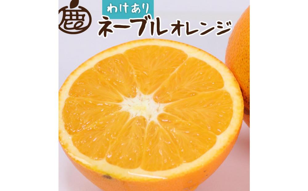 ＜2月より発送＞家庭用 ネーブルオレンジ5kg+150g（傷み補償分） 訳あり わけあり 光センサー選別 ［IKE42］ 303446_BB97375
