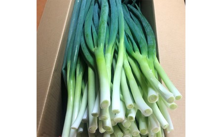 生産農家直送 京野菜・九条ねぎ4kg〈ねぎ 野菜 農家直送 京都