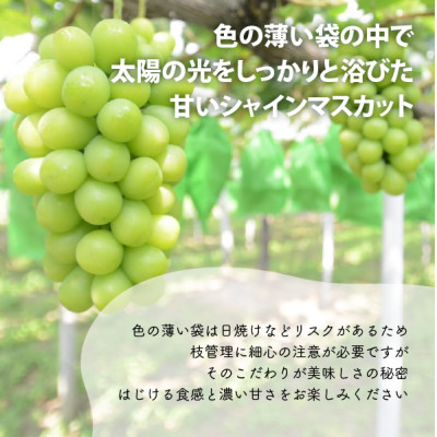【厳選品】大粒シャインマスカット1房 700g～ (岡山県産) 果樹園厳選のシャインをお届け!【配送不可地域：離島】