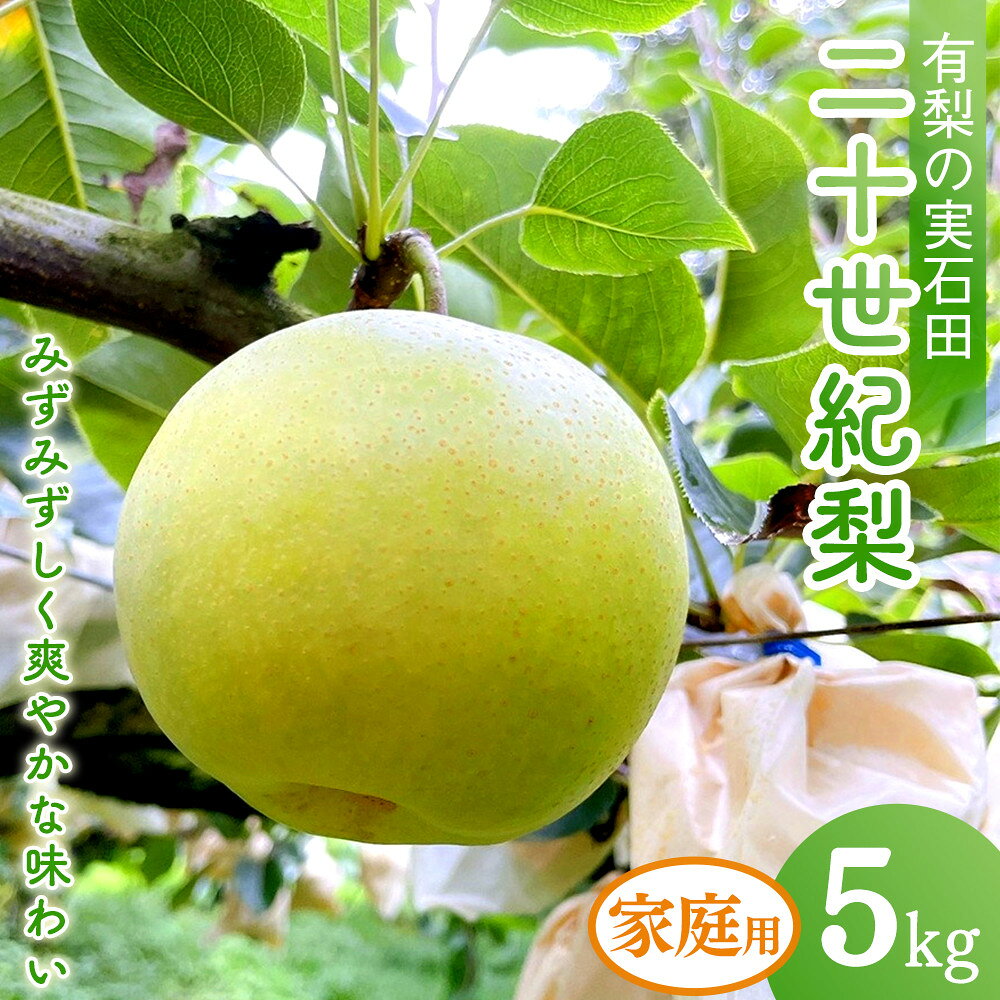 【ふるさと納税】二十世紀梨 (自家用)5kg 有梨の実石田 8月下旬以降お届け | 梨 なし 二十世紀梨 家庭用 訳あり 5kg 果物 フルーツ ナシ 甘い 果汁 和梨 箱 甘み くだもの 国産 二十世紀 なし 果実 鳥取県 琴浦町