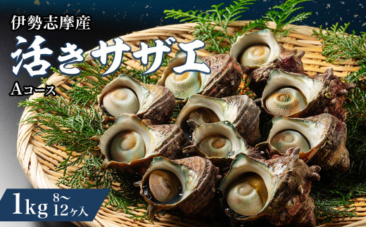サザエ 1kg  8ヶ～12ヶ 冷蔵 新鮮 海鮮 海産物 魚介 魚貝 活きサザエ 栄螺 貝 刺身 刺し身 お造り つぼ焼き 壺焼き グリル BBQ バーベキュー キャンプ 夏 ギフト 贈り物 三重 伊勢 志摩 南伊勢町 活きサザエAコース