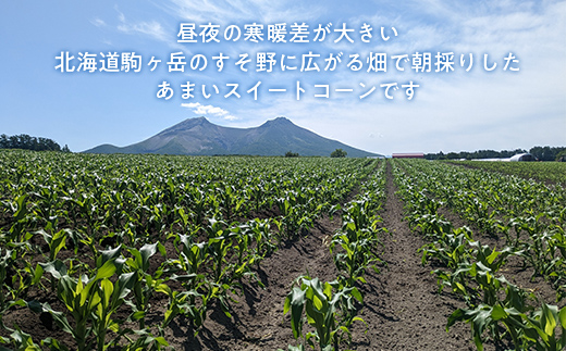 【先行予約】スイートコーンイエロー Lサイズ 10本 北海道森町産 （令和7年7月下旬から順次発送予定） <こうのファーム> とうもろこし トウモロコシ とうきび トウキビ 唐黍 mr1-0894