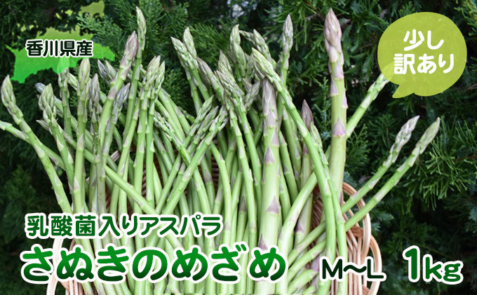 令和8年産　はなまる農園の乳酸菌入りアスパラ「さぬきのめざめ」少し訳あり 1kg（M～L） 野菜セット 野菜 アスパラガス 