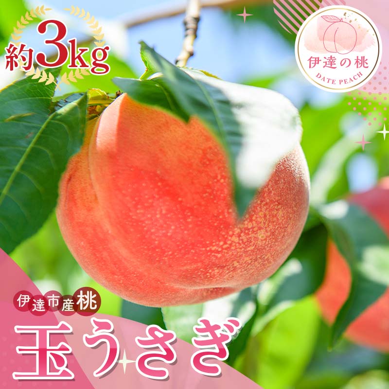 福島県産 玉うさぎ 3kg 2025年8月下旬～2025年9月上旬発送 2025年出荷分 先行予約 予約 新品種 たまうさぎ 固め 伊達の桃 桃 もも モモ 果物 くだもの フルーツ 国産 食品  F20C-835