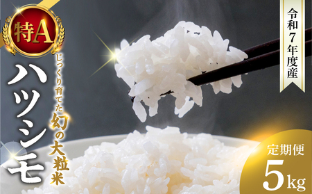 3回定期便 令和7年度産 ハツシモ 5kg 新米｜ハツシモ