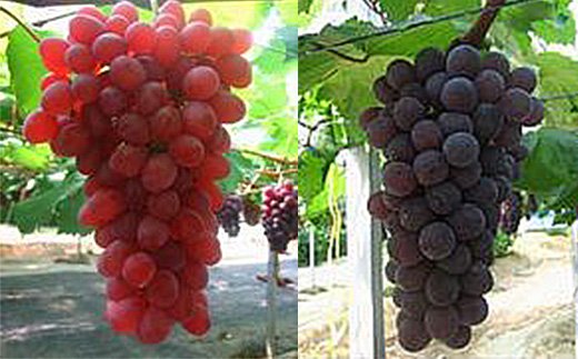 【2026年6月下旬～順次発送】ぶどう 5種 詰め合わせ 中村オリジナルぶどう園の厳選 5種 ぶどう 詰め合わせ｜皮ごと食べられる 種なし オリジナル品種 入り｜産地直送 希少_イメージ3