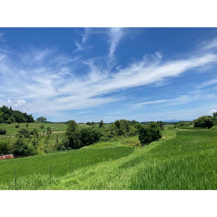 【ふるさと納税】◆令和7年新米◆米粒が光る近江棚田米 特別栽培米 滋賀県大津産 コシヒカリ 白米10kg | お米 こめ 白米 近江棚田米 特別栽培米 滋賀県大津産 食品 人気 おすすめ 送料無料