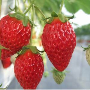 愛知県産(市野園芸)手作りいちごジャム150g×4【1620474】