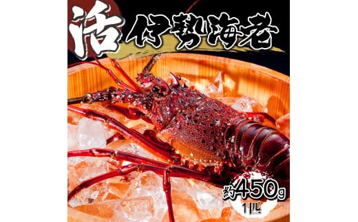 HRISI-45 【先行予約】 ＜数量限定＞宮崎県串間産伊勢エビ（約450g）【合同会社Houryoumaru】